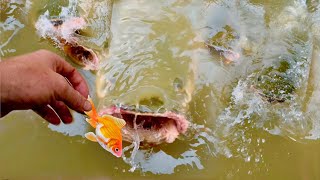 FEEDING MONSTER FISH IN THE AMAZON BY HAND [upl. by Alhan527]