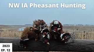 Pheasant Hunting in NW Iowa EP12 [upl. by Lleinnad]