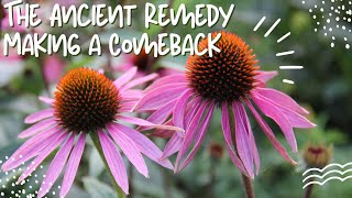 Echinacea The Ancient Remedy Making a Comeback [upl. by Matti811]