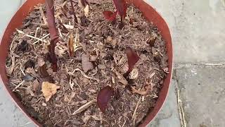 Planting up Hedychium Gardnerianum amp Canna Tropicana Black out from pots into the patio area [upl. by Anerres]