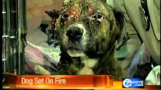 Reward for dog set on fire [upl. by Eirrod]