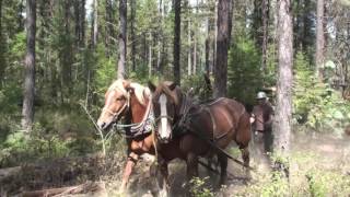 Horse Logging in Montana [upl. by Marcile]