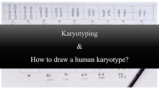 What is Karyotyping and How to draw a human karyotype [upl. by Etteuqaj]