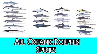 All Oceanic Dolphin Species  Species List [upl. by Erica]