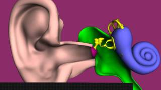 The Structure of the Ear  Human Ear  Ear Anatomy  How the Ear works [upl. by Aicsile725]