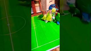 Fitboll⚽ parrot v\s parrot 🐦 smart 😅 parrot shorts birds viralvideo [upl. by Edwin]