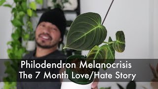 How I Saved My Dying Philodendron and Turned It Into 10 Baby Plants  Houseplant Update [upl. by Ferde]