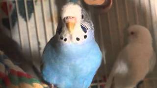 Female BudgieParakeet Chirping Cotton [upl. by Torray278]