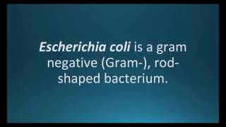 How to pronounce Escherichia coli E coli Pharmcabulary for Memorizing Pharmacology Flashcard [upl. by Anitnelav]