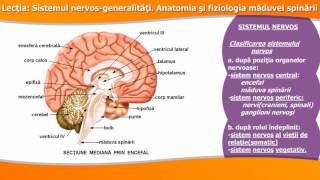 SISTEMUL NERVOSGENERALITĂȚI ANATOMIA ȘI FIZIOLOGIA MĂDUVEI SPINĂRII [upl. by Binetta]