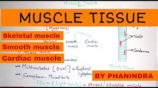 Types of muscles  SKELETAL MUSCLE  SMOOTH MUSCLE  CARDIAC MUSCLE  BY PHANINDRA GUPTHA [upl. by Cynera]