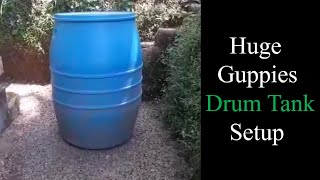 Huge Guppy Drum Setup  Guppies tank setup  Guppies  Black guppies  water drum aquarium [upl. by Auqinimod]