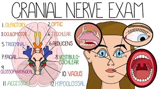 The Cranial Nerve Examination Includes Name amp Function Mnemonics [upl. by Ardnal]