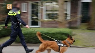 Politiehond grijpt verdachte na beroving Aalsmeer  0297nl [upl. by Langer]