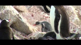 Antarctic Peninsula aboard mv Plancius [upl. by Figueroa]