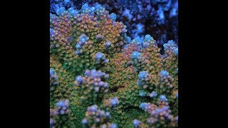 Acropora Coloring Tips by Pirates Reef Corals [upl. by Pearson]