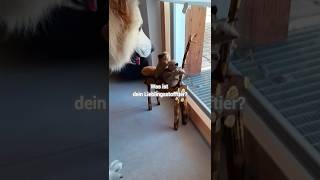 Ein Schweizer Schäferhund und seine StofftierFreunde dog funny shorts [upl. by Edas]