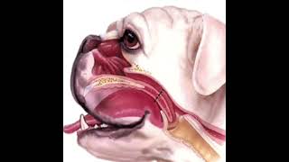 Brachycephalic Obstructive Airway Syndrome BOAS simplified and explained in plain English [upl. by Zemaj437]