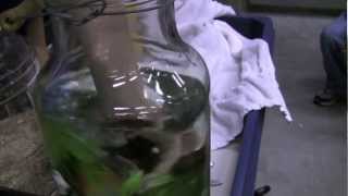 Bird Specimens 7 How to wash and dry bird skins [upl. by Eedyaj]