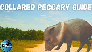 Rancho Del Arroyo Collared Peccary Guide TheHunter Call Of The Wild 2023 [upl. by Atiuqes]