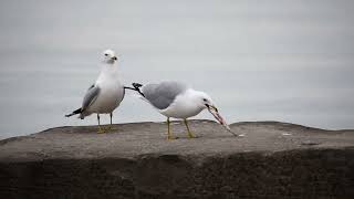 Ringbilled Gulls Fighting over a Fish [upl. by Anstus]