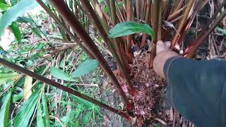 CARDAMOM HARVESTING IN NEPAL [upl. by Huesman]