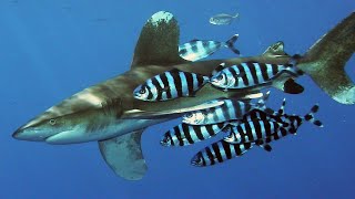 Facts The Oceanic Whitetip Shark [upl. by Philipines]