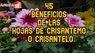 45 Beneficios de las Hojas de Crisantemo o Crisantelo [upl. by Ssur]