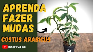 COSTUS ARABICUS VARIEGATA COMO FAZER MUDAS  VEJA ESSE VÍDEO [upl. by Appledorf162]