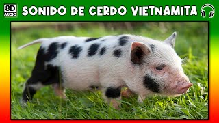 SONIDO DE CERDO VIETNAMITA 🐗 [upl. by Lamb]