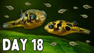 The Life Cycle of a Pea Pufferfish [upl. by Eicram315]