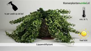 Hoe verzorg je een Lippenstiftplant  wwwkamerplantenwinkelnl [upl. by Karwan69]