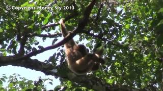 Wild Gibbon Sings [upl. by Parks545]