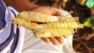 கூகை கிழங்கு பயன்கள்  Arrowroot in Tamil  ஆரா ரூட் கிழங்கு நன்மைகள்  Arrowroot benefits in Tamil [upl. by Publius]