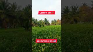 🔴SOLD🔴1 ACRE AGRICULTURE LAND SALE IN CHANNAPATNA HARAN 7338474634 [upl. by Annat]