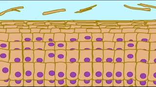 THE INTEGUMENTARY SYSTEM Skin Cycle [upl. by Biancha]