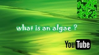 Algae Corner How to Identify Different Algae Types [upl. by Humphrey]