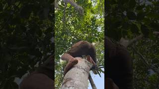 Climbing with the natives in Amazon rain forest [upl. by Akerue25]