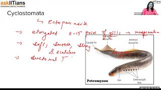 Chordates  Lecture6 Diversity in Living Organisms  Biology  Grade9  JEE  NEET  Olympiads [upl. by Doone]