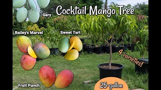 25gallon Cocktail Mango Tree 4 varieties Get This Tree [upl. by Mikes]