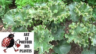 Conseil jardinage Farfugium japonicum ‘Wavy gravy’ Taille et entretien Plante vivace [upl. by Tad]