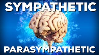 Autonomic Nervous System Sympathetic and Parasympathetic StepbyStep Guide [upl. by Aihsilat]