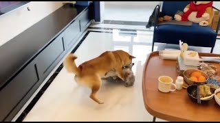 CRAZY Dog Fights Best of 2022 pt 4 [upl. by Jueta]