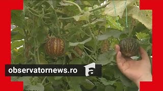 Fructul ciudat cu gust de îngheţată de vanilie E originar din India dar e cultivat la Buzău [upl. by Akinahs993]