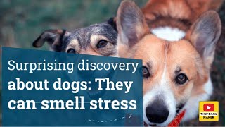 Surprising discovery about dogs They can smell stress [upl. by Iht974]