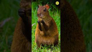 मिलिए इस कमाल के जीव से  shorts factsinhindi agouti brazilnut nuttop10amazingfactsoftheworld [upl. by Dressel]