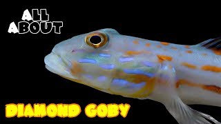 All About The Diamond Goby [upl. by Apollus]