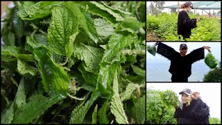 Can we eat Stinging Nettles  Stinging Nettle Soup for healthy body [upl. by Amice]