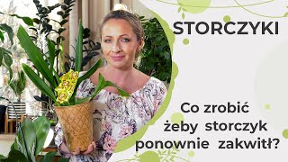 Co zrobić żeby storczyk ponownie zakwitł Ponowne kwitnienie storczyków [upl. by Hoy]