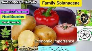 Family Solanaceae  Solanaceae family  plant families  Potato family  Plant taxonomy [upl. by Kotto]